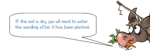 Wonkee Donkee says "If the soil is dry, you will need to water the seedling after it has been planted"