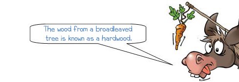 Wonkee Donkee says, "The wood from a broadleaved  tree is known as a hardwood."