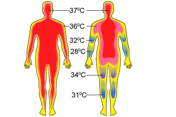 human body temperature