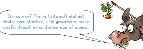 Did you know? Thanks to its soft skull and flexible bone structure, a full-grown house mouse can fit through a gap the diameter of a pencil.
