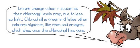 Wonkee Donkee says "Leaves change colour in autumn as  their chlorophyll levels drop, due to less  sunlight. Chlorophyll is green and hides other  coloured pigments, like reds and oranges,  which show once the chlorophyll has gone."