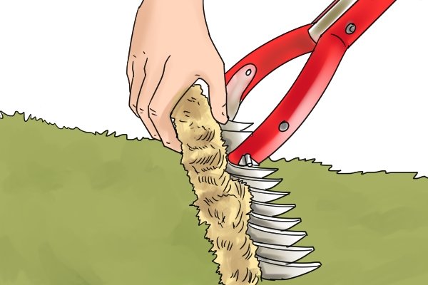 Remove thatch from the tines or teeth of the rake as you work to dethatch a lawn