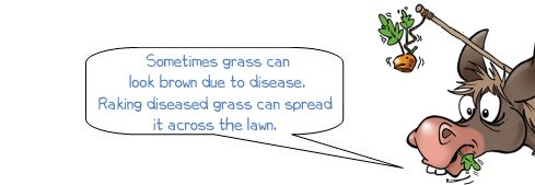 Wonkee Donkee says "Sometimes grass can look brown due to disease. Raking diseased grass can spread it across the lawn."