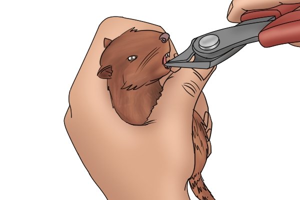 This chipmunk does not look happy to be having his tooth pulled with an electronic cutter