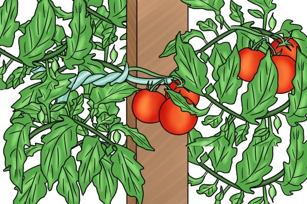Tomato plants secured with wire twist