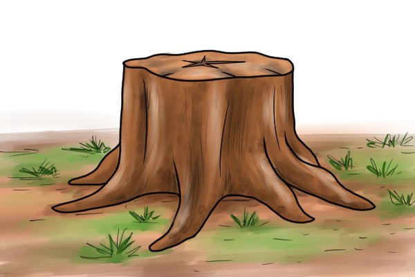 Large Tree Trunk