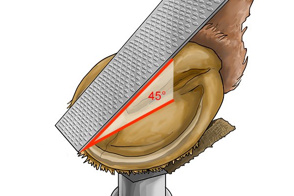 A horsekeeper filing a part of their horse's hoof with a horse rasp
