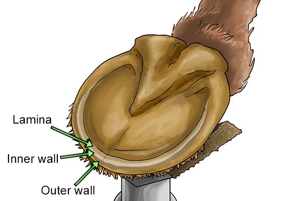 Diagram to show the location of the lamina, inner wall and outer wall on a horse's hoof, which is essential knowledge for hoof trimming with a horse rasp