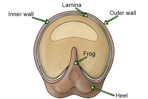 Diagram to show the basic areas of a horse's hoof referred to in this guide