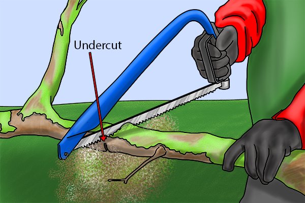 You may need to make an undercut, This involves making a cut on the underside of the branch before you begin sawing through it. 