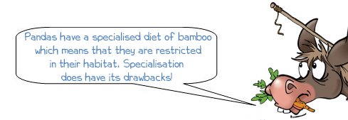 WD "Pandas have a specialised diet of bamboo which means that they are restricted in their habitat. Specialisation hoes have its drawbacks!"  